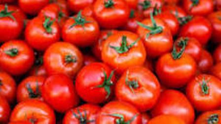 Tomato price to drop as farmers approach surplus period