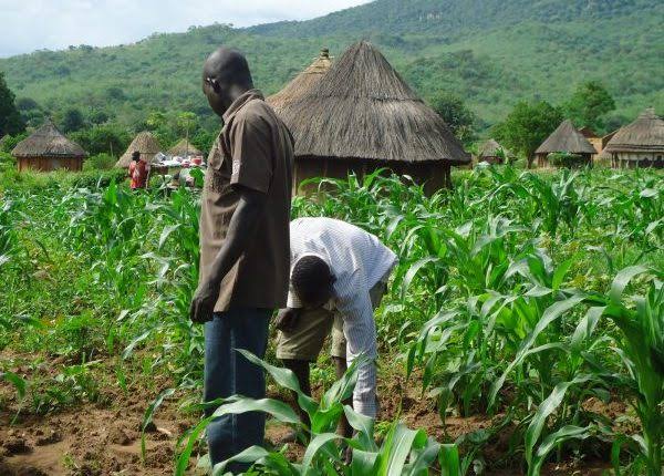 CBN set to empower 11,250 wet season farmers in Adamawa