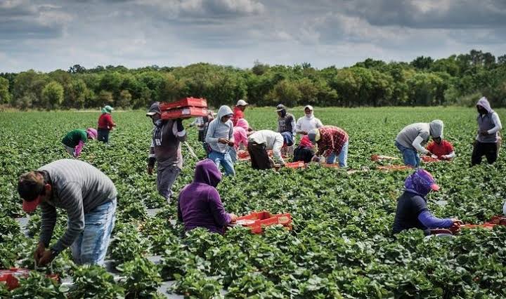 MSME130 farmers to receive seed funding of N100,000 each