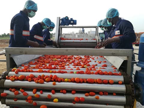 CBN & GBfoods Complete N20bn Tomato Processing Factory