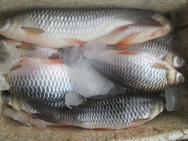 Fish Shortage Looms As Farmers Battle Survival