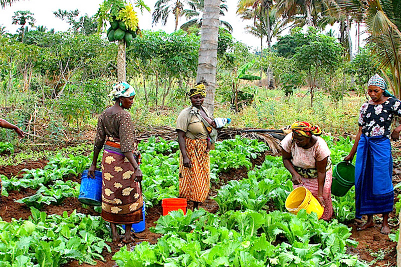 NITDA Selects 130 Farmers To Join National Adopted Village for Smart Agriculture Programme