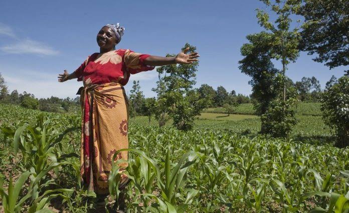 Osun Empowers 2,038 Maize Farmers With N329m