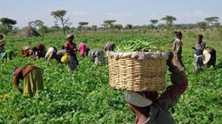 550 Farmers Get FG’s Seed Palliative In Gombe