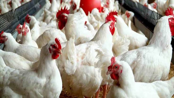 Poultry Association Tasks NLC On Permanent Employment Of Workers By Employers