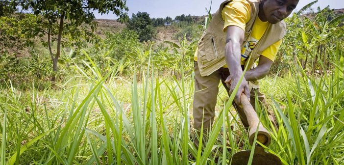 SGL To Train 1,000 Rice Farmers In Three Months