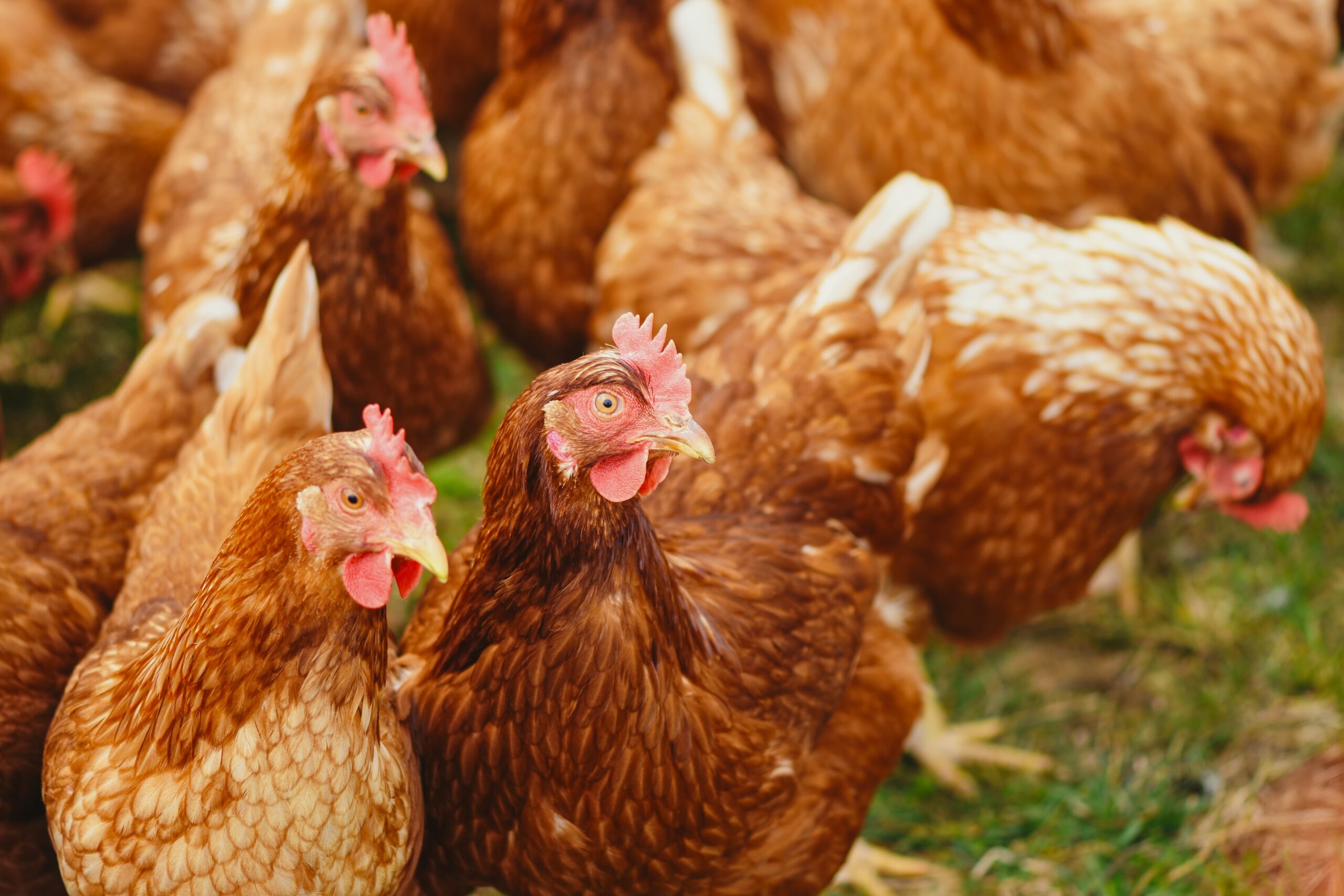 7 Facts About Poultry Farming You Should Know