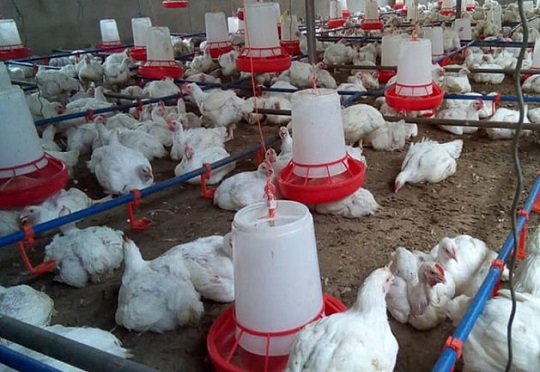 ENABLE-TAAT Trained Agripreneurs Record Their First Million In The Poultry Business