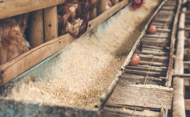 5 Mistakes To Avoid In Poultry Farming