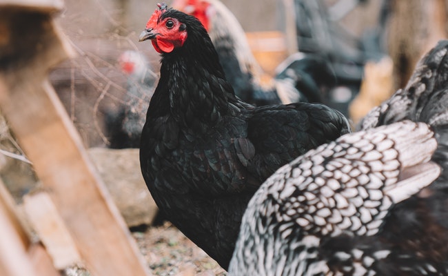 5 Challenges Of Poultry Farming And How To Overcome Them