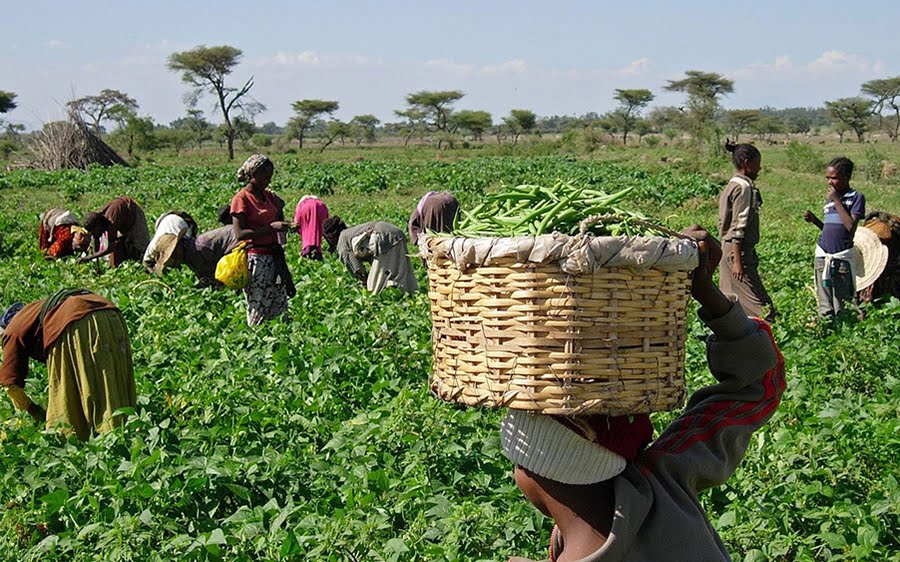 2.2 Million Farmers Benefit From FG’s N12.3 Billion Agric Subsidy