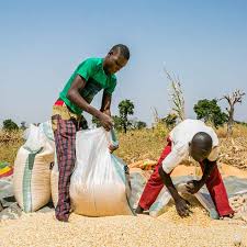 Global Food Initiative Grants provide Agriculture Supports in Nigeria